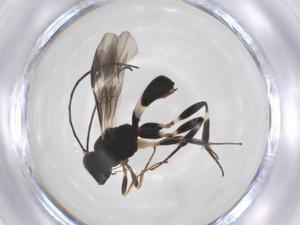  ( - CBG-A52845-G07)  @11 [ ] CreativeCommons - Attribution Share - Alike (2024) Centre for Biodiversity Genomics Centre for Biodiversity Genomics