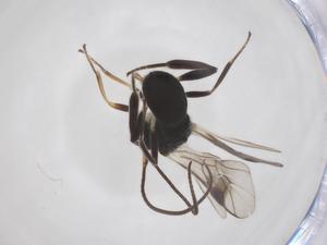  ( - CBG-A52845-G08)  @11 [ ] CreativeCommons - Attribution Share - Alike (2024) Centre for Biodiversity Genomics Centre for Biodiversity Genomics