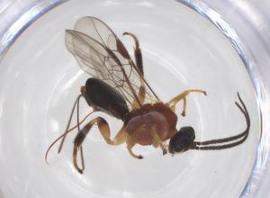  ( - CBG-A52845-G09)  @11 [ ] CreativeCommons - Attribution Share - Alike (2024) Centre for Biodiversity Genomics Centre for Biodiversity Genomics