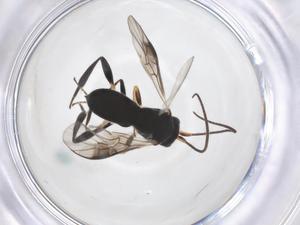  ( - CBG-A52845-H01)  @11 [ ] CreativeCommons - Attribution Share - Alike (2024) Centre for Biodiversity Genomics Centre for Biodiversity Genomics