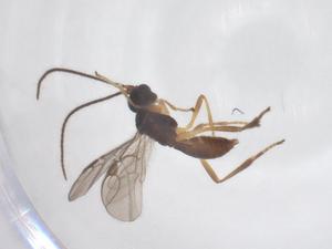  ( - CBG-A52846-C11)  @11 [ ] CreativeCommons - Attribution Share - Alike (2024) Centre for Biodiversity Genomics Centre for Biodiversity Genomics