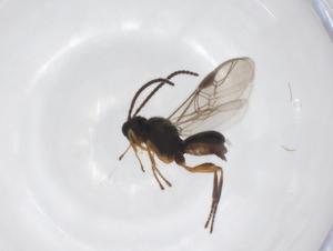  (Triaspis Malaise4060 - CBG-A52846-D05)  @11 [ ] CreativeCommons - Attribution Share - Alike (2024) Centre for Biodiversity Genomics Centre for Biodiversity Genomics