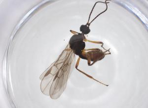  ( - CBG-A52846-D06)  @11 [ ] CreativeCommons - Attribution Share - Alike (2024) Centre for Biodiversity Genomics Centre for Biodiversity Genomics