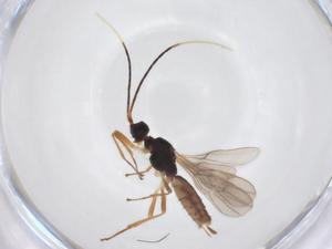  ( - CBG-A52846-E06)  @11 [ ] CreativeCommons - Attribution Share - Alike (2024) Centre for Biodiversity Genomics Centre for Biodiversity Genomics