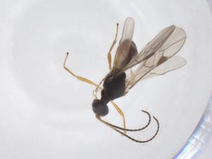  ( - CBG-A52846-F07)  @11 [ ] CreativeCommons - Attribution Share - Alike (2024) Centre for Biodiversity Genomics Centre for Biodiversity Genomics