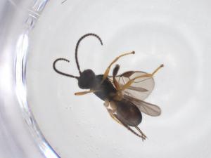  ( - CBG-A52846-G05)  @11 [ ] CreativeCommons - Attribution Share - Alike (2024) Centre for Biodiversity Genomics Centre for Biodiversity Genomics