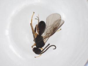  ( - CBG-A52846-G06)  @11 [ ] CreativeCommons - Attribution Share - Alike (2024) Centre for Biodiversity Genomics Centre for Biodiversity Genomics