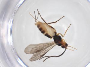  ( - CBG-A52846-G09)  @11 [ ] CreativeCommons - Attribution Share - Alike (2024) Centre for Biodiversity Genomics Centre for Biodiversity Genomics