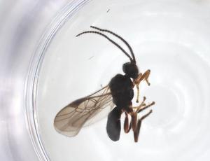  ( - CBG-A52846-H04)  @11 [ ] CreativeCommons - Attribution Share - Alike (2024) Centre for Biodiversity Genomics Centre for Biodiversity Genomics