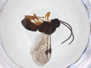  ( - CBG-A52846-H06)  @11 [ ] CreativeCommons - Attribution Share - Alike (2024) Centre for Biodiversity Genomics Centre for Biodiversity Genomics