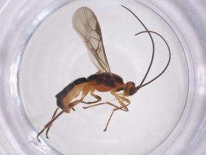  (Aleiodes Janzen1588 - CBG-A52847-A10)  @11 [ ] CreativeCommons - Attribution Share - Alike (2024) Centre for Biodiversity Genomics Centre for Biodiversity Genomics