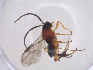  ( - CBG-A52847-B03)  @11 [ ] CreativeCommons - Attribution Share - Alike (2024) Centre for Biodiversity Genomics Centre for Biodiversity Genomics