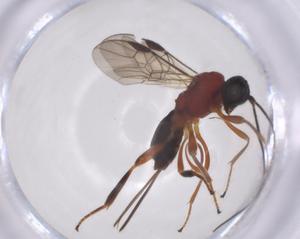  ( - CBG-A52847-B10)  @11 [ ] CreativeCommons - Attribution Share - Alike (2024) Centre for Biodiversity Genomics Centre for Biodiversity Genomics