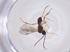  ( - CBG-A52847-C11)  @11 [ ] CreativeCommons - Attribution Share - Alike (2024) Centre for Biodiversity Genomics Centre for Biodiversity Genomics