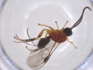  ( - CBG-A52847-D04)  @11 [ ] CreativeCommons - Attribution Share - Alike (2024) Centre for Biodiversity Genomics Centre for Biodiversity Genomics