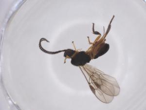  ( - CBG-A52847-D06)  @11 [ ] CreativeCommons - Attribution Share - Alike (2024) Centre for Biodiversity Genomics Centre for Biodiversity Genomics