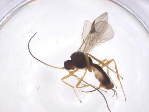  ( - CBG-A52847-E01)  @11 [ ] CreativeCommons - Attribution Share - Alike (2024) Centre for Biodiversity Genomics Centre for Biodiversity Genomics