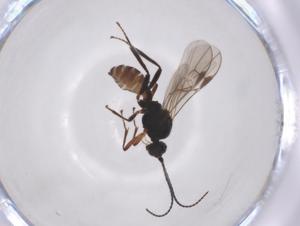  (Blacus Malaise4031 - CBG-A52847-E05)  @11 [ ] CreativeCommons - Attribution Share - Alike (2024) Centre for Biodiversity Genomics Centre for Biodiversity Genomics