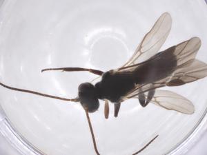  ( - CBG-A52847-G12)  @11 [ ] CreativeCommons - Attribution Share - Alike (2024) Centre for Biodiversity Genomics Centre for Biodiversity Genomics