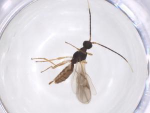  ( - CBG-A52847-H09)  @11 [ ] CreativeCommons - Attribution Share - Alike (2024) Centre for Biodiversity Genomics Centre for Biodiversity Genomics