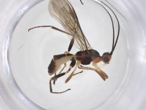  ( - CBG-A52848-A07)  @11 [ ] CreativeCommons - Attribution Share - Alike (2024) Centre for Biodiversity Genomics Centre for Biodiversity Genomics