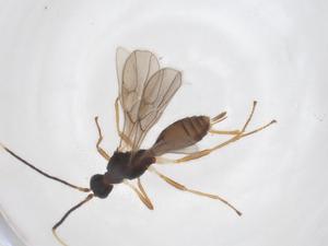  ( - CBG-A52848-A11)  @11 [ ] CreativeCommons - Attribution Share - Alike (2024) Centre for Biodiversity Genomics Centre for Biodiversity Genomics