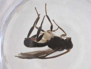  ( - CBG-A52848-B02)  @11 [ ] CreativeCommons - Attribution Share - Alike (2024) Centre for Biodiversity Genomics Centre for Biodiversity Genomics