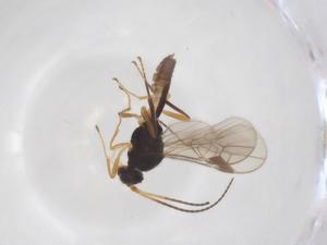  ( - CBG-A52848-B04)  @11 [ ] CreativeCommons - Attribution Share - Alike (2024) Centre for Biodiversity Genomics Centre for Biodiversity Genomics