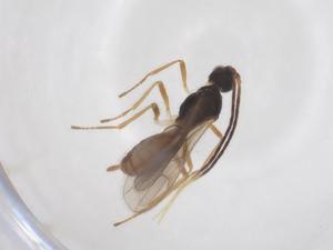  ( - CBG-A52848-B08)  @11 [ ] CreativeCommons - Attribution Share - Alike (2024) Centre for Biodiversity Genomics Centre for Biodiversity Genomics