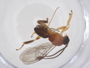  ( - CBG-A52848-C10)  @11 [ ] CreativeCommons - Attribution Share - Alike (2024) Centre for Biodiversity Genomics Centre for Biodiversity Genomics