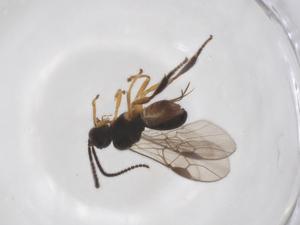  ( - CBG-A52848-E07)  @11 [ ] CreativeCommons - Attribution Share - Alike (2024) Centre for Biodiversity Genomics Centre for Biodiversity Genomics