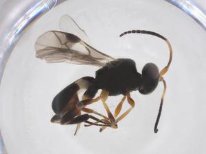  ( - CBG-A52848-F04)  @11 [ ] CreativeCommons - Attribution Share - Alike (2024) Centre for Biodiversity Genomics Centre for Biodiversity Genomics