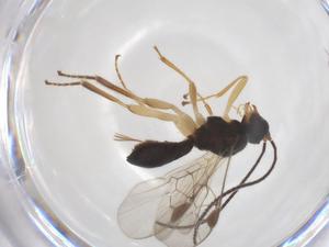  (Triaspis Malaise4718 - CBG-A52848-G08)  @11 [ ] CreativeCommons - Attribution Share - Alike (2024) Centre for Biodiversity Genomics Centre for Biodiversity Genomics