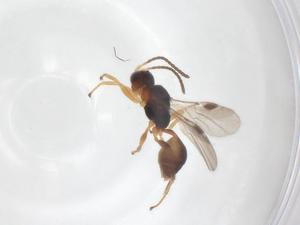  ( - CBG-A52849-A02)  @11 [ ] CreativeCommons - Attribution Share - Alike (2024) Centre for Biodiversity Genomics Centre for Biodiversity Genomics