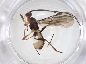  ( - CBG-A52849-B12)  @11 [ ] CreativeCommons - Attribution Share - Alike (2024) Centre for Biodiversity Genomics Centre for Biodiversity Genomics