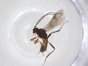  ( - CBG-A52849-D05)  @11 [ ] CreativeCommons - Attribution Share - Alike (2024) Centre for Biodiversity Genomics Centre for Biodiversity Genomics