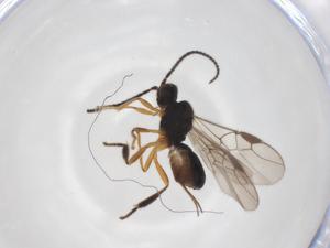  ( - CBG-A52849-D11)  @11 [ ] CreativeCommons - Attribution Share - Alike (2024) Centre for Biodiversity Genomics Centre for Biodiversity Genomics