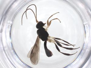  ( - CBG-A52849-E01)  @11 [ ] CreativeCommons - Attribution Share - Alike (2024) Centre for Biodiversity Genomics Centre for Biodiversity Genomics