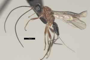  (Aliolus Malaise9683 - CCDB-31606-A10)  @11 [ ] CreativeCommons - Attribution Share Alike (2024) Michael Sharkey University of Kentucky