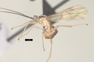  ( - CCDB-31606-A11)  @11 [ ] CreativeCommons - Attribution Share Alike (2024) Michael Sharkey University of Kentucky