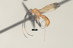  ( - CCDB-31606-A12)  @11 [ ] CreativeCommons - Attribution Share Alike (2024) Michael Sharkey University of Kentucky