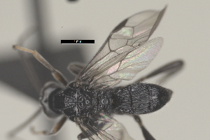  (Nealiolus Malaise3743 - CCDB-31606-B04)  @11 [ ] CreativeCommons - Attribution Share Alike (2024) Michael Sharkey University of Kentucky