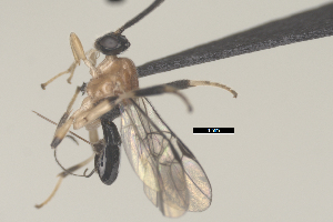  ( - CCDB-31606-B11)  @11 [ ] CreativeCommons - Attribution Share Alike (2024) Michael Sharkey University of Kentucky