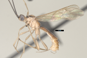  ( - CCDB-31606-C01)  @11 [ ] CreativeCommons - Attribution Share Alike (2024) Michael Sharkey University of Kentucky