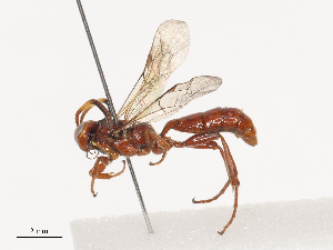  (Barichneumon Malaise8071 - CCDB-31606-C09)  @11 [ ] CreativeCommons - Attribution Share - Alike (2024) CBG Photography Group Centre for Biodiversity Genomics