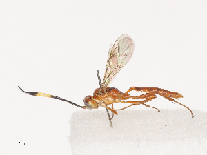  ( - CCDB-31606-C10)  @11 [ ] CreativeCommons - Attribution Share - Alike (2024) CBG Photography Group Centre for Biodiversity Genomics