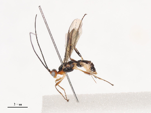  ( - CCDB-31606-F09)  @11 [ ] CreativeCommons - Attribution Share - Alike (2024) CBG Photography Group Centre for Biodiversity Genomics