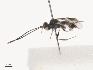  ( - CCDB-31606-G03)  @11 [ ] CreativeCommons - Attribution Share - Alike (2024) CBG Photography Group Centre for Biodiversity Genomics