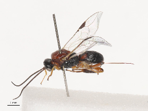  ( - CCDB-31606-G05)  @11 [ ] CreativeCommons - Attribution Share - Alike (2024) CBG Photography Group Centre for Biodiversity Genomics