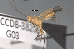  ( - CCDB-38206-G03)  @11 [ ] CreativeCommons - Attribution Share Alike (2024) CBG Photography Group Centre for Biodiversity Genomics